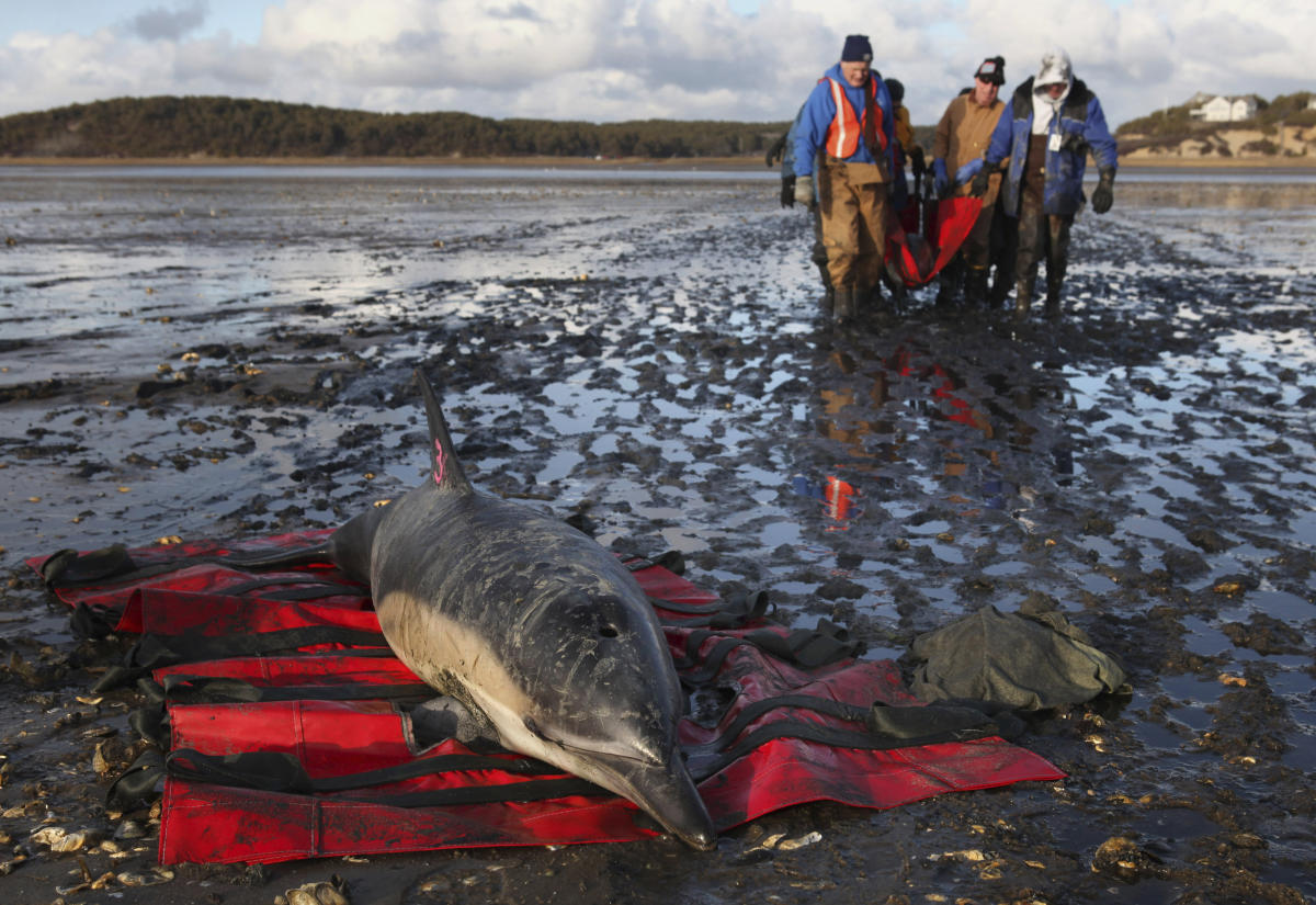 Cape Cod strands more dolphins than anywhere else. Now they're getting their own hospital
