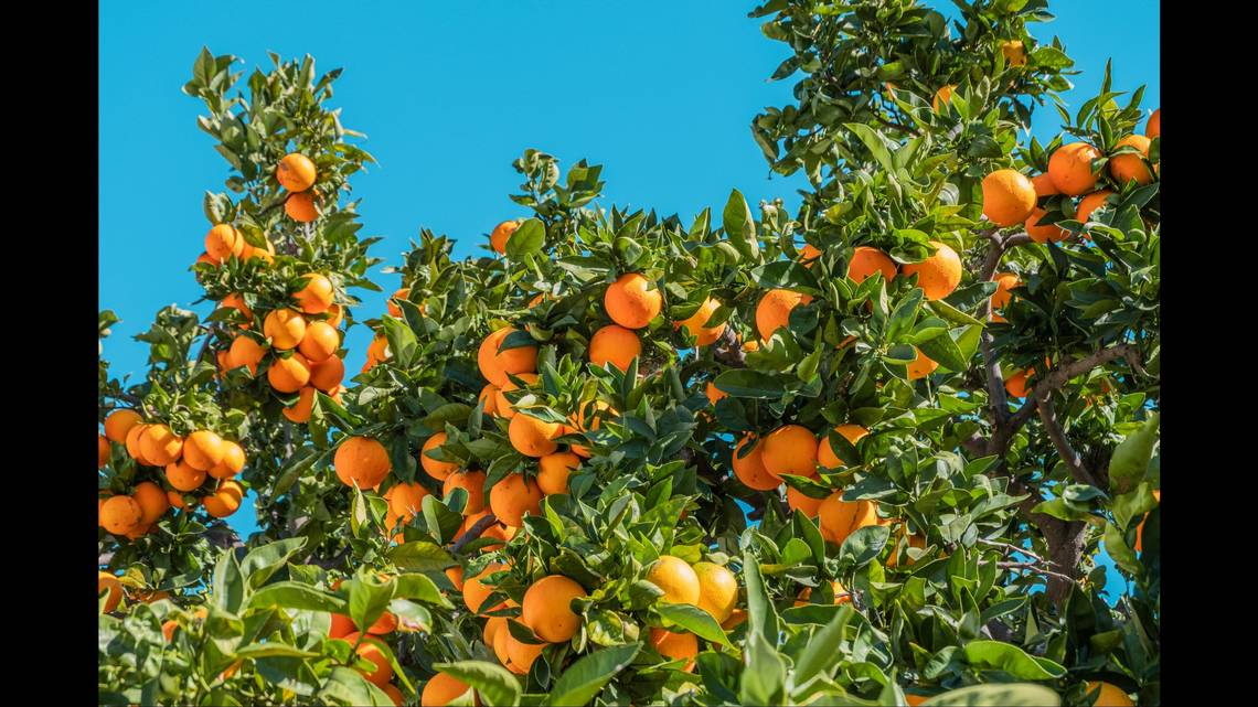 Fruit to be stripped from trees at more than 2,000 California homes, state says. Why?